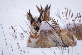 Pronghorn seemingly unfazed by the snow and cold at Custer State Park.