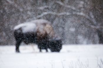 Focusing on the snowfall in front of the bison.