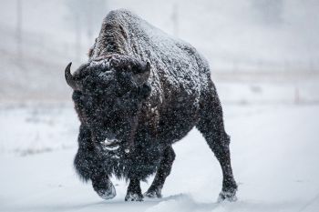 Snowfall on bison bull at Custer State Park.