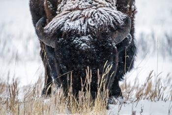 Snowfall on bison bull at Custer State Park.