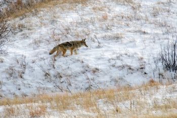 Coyote hunting at Wind Cave National Park.