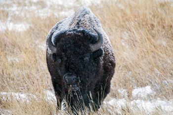 Bison grazing at Custer State Park.