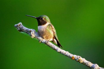 Male Ruby-throated hummingbird perched over his territory