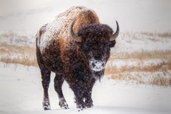 Bison in heavy snow along Custer State Park’s Wildlife Loop Road.