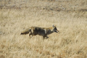 A healthy coyote trots confidently along a highway in Wind Cave National Park. Photo by Bernie Hunhoff. 