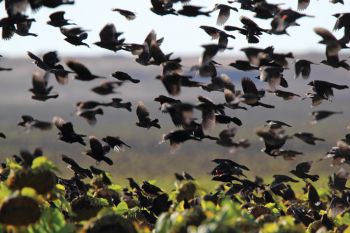 Blackbirds flock to a sunflower field along Highway 18.