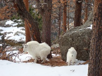 Though they are not native to the Black Hills, mountain goats thrive on Black Elk Peak.