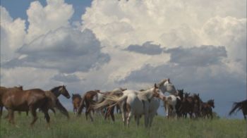 Over 500 wild mustangs reside at the Black Hills Wild Horse Sanctuary.