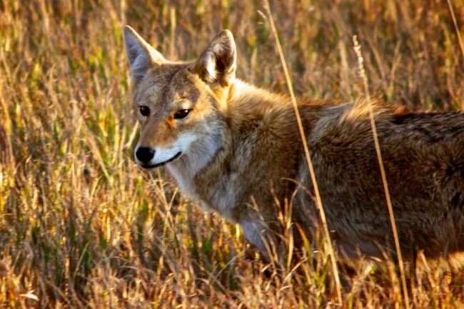 For Kids: Wildlife of South Dakota