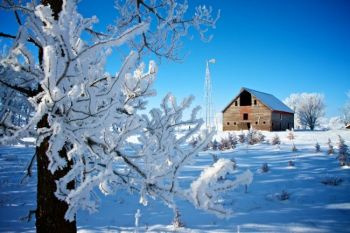 Early morning blue skies emphasize the frigid beauty of a frosty winter morning.