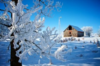 Early morning blue skies emphasize the frigid beauty of a frosty winter morning.