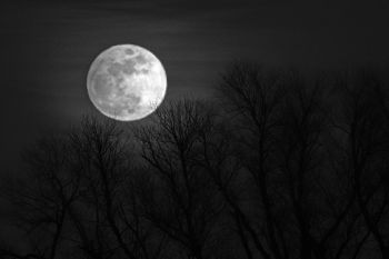 The full “snow moon” above a stand of trees in rural Minnehaha County.