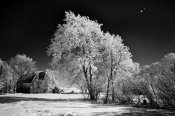 That is not snow in the sky, but the wind blowing the frost from the trees.