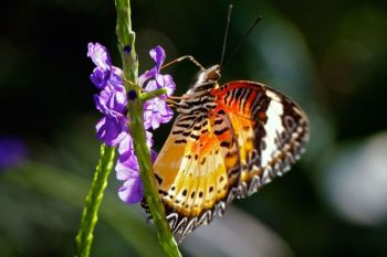 A Lacewing feeding. Lacewings are native to Asia.