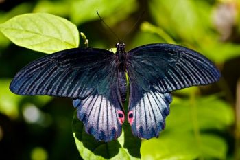 A black swallowtail soaking up the sun.