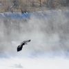 The bald eagle s ability to float in the air, swoop and dive to the water is one of nature’s beautiful ballets. Photo by Bernie Hunhoff. (Click to enlarge photo)