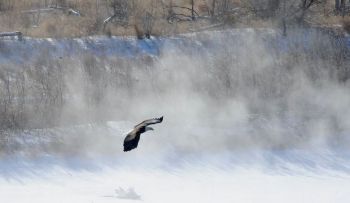 The bald eagle's ability to float in the air, swoop and dive to the water is one of nature’s beautiful ballets. Photo by Bernie Hunhoff. (Click to enlarge photo)