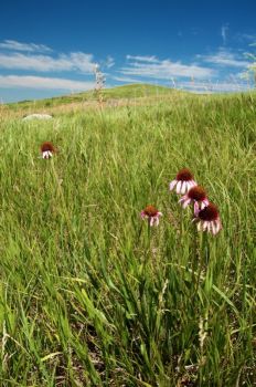 Black Samson flowers near the mound's summit.