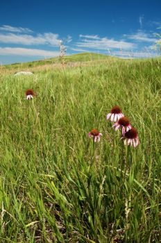 Black Samson flowers near the mound's summit.