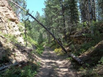 The old rail bed trail.