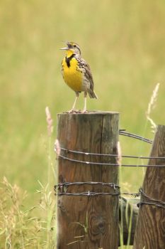 He's king of the fence post — and not afraid to let you know it.