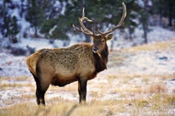 Fighting probably broke a couple points off this 6 x 6 bull elk.