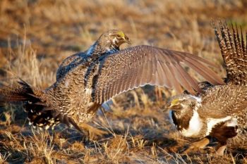 Their squabbles were rather like a slap fight — the grouse flapped their wings in each other’s faces.