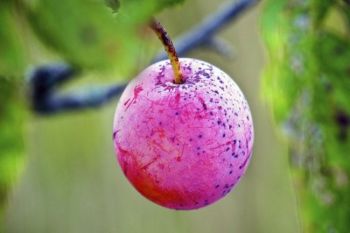 A wild plum along Lake Alvin's hiking trail.