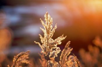 Golden light catches a weed near Lake Vermillion.