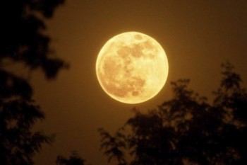 Early May’s super moon rising over the trees.