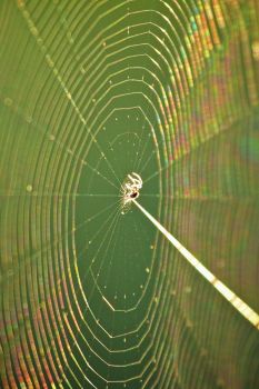 A spiderweb in one of the trading post windows.