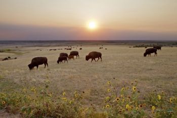 Buffalo graze below a September sunset in the Sage Creek Wilderness area of <a href='http://www.nps.gov/badl/index.htm' target='_blank'>Badlands National Park</a>.