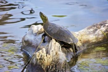 Lake Hiddenwood's edge is a great place for sunning.