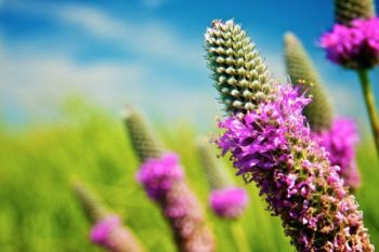 Prairie Clover swaying in the summer breeze on the north side of Spirit Mound.