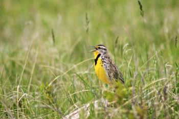 Singing in Custer State Park.