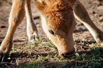 Later in Begeman's trip, a buffalo calf in Custer State Park nibbled on spring's new grass growth.