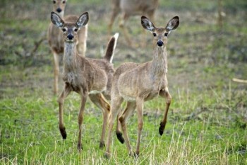 Deer grazing on the edge of Mud Lake. Apparently they didn’t like the mud on their hooves too much, as they held them up high while moving through the mud.