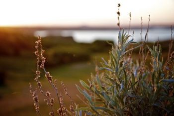 Sage in the evening light.