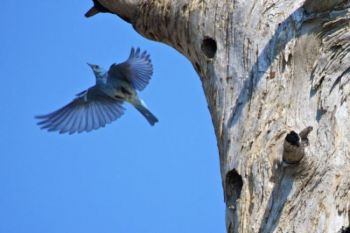 A Mountain Bluebird takes flight from its nest within a dead tree above the trail.