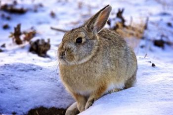 A rabbit's best defense is to stay still, blend into the scenery, and hope predators don't notice them. Unfortunately for this fellow, his coat had not turned white yet to match the snow.