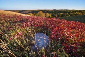 Brilliant red sumac surrounds an ancient rock left by glaciers in the rolling hills above the hollow.