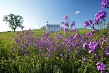 Purple rockets surround the South Cave Hills Church in June 2011.