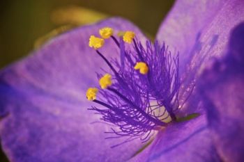 Close-up of a Spiderwort blossom adorning one of the park's tall hillsides.