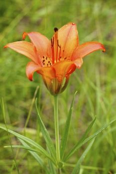 A Wood Lily in bloom.