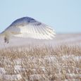 Winter explorers may spot another visitor to the Glacial Lakes region — snowy owls, which are native to the Arctic. Photo by Christian Begeman