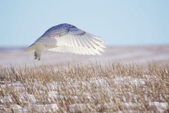 Winter explorers may spot another visitor to the Glacial Lakes region — snowy owls, which are native to the Arctic. Photo by Christian Begeman