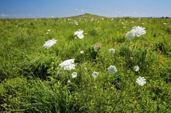 Yarrow flowers with Spirit Mound on the horizon.