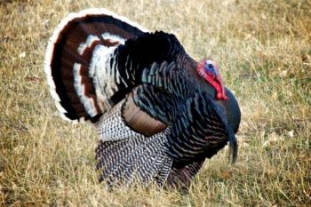 Other birds are in courtship mode, too. What lady turkey could resist this magnificent Butte County tom?