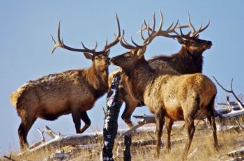 The Wind Cave Elks Club convenes atop a ridge near the Centennial Trail.