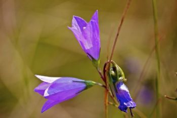 Harebell flowers in bloom line the trail in many places in the upper elevations.